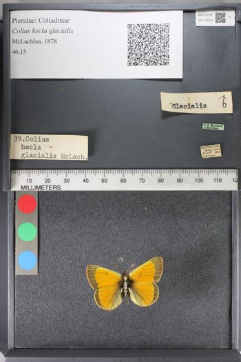 Media type: image;   Entomology 119553